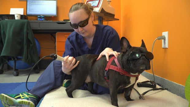 frenchie-laser.jpg