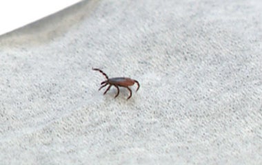 Dangerous tick-borne viruses on a arise