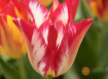 rembrandt-tulip-promo.jpg