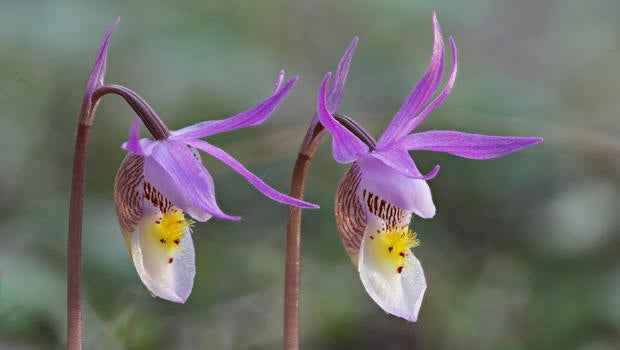 calypso-orchids-verne-lehmberg-620.jpg