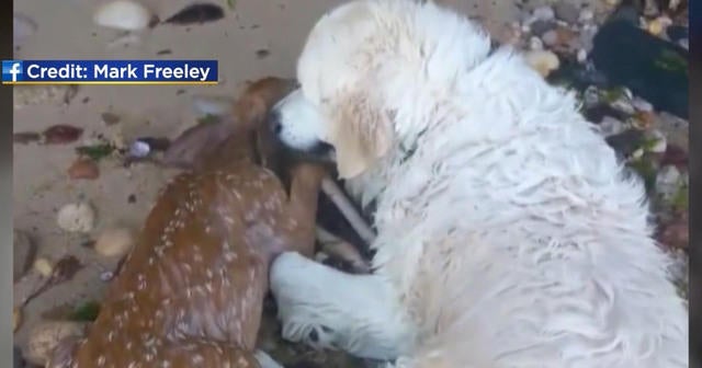 rescues deer helps rescue deer from water cbs news rescues deer helps rescue deer from water cbs news