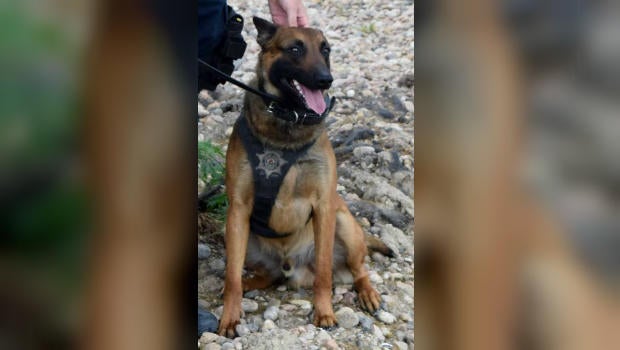 Perro de policía, abre la puerta con la pata de rescate de heridos socio - CBS News - Noticias de la CBS 1