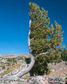 krumholtz-whitebark-beartooth-pass-verne-lehmberg-244.jpg