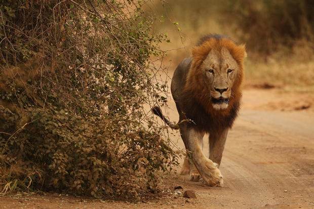 An African Safari