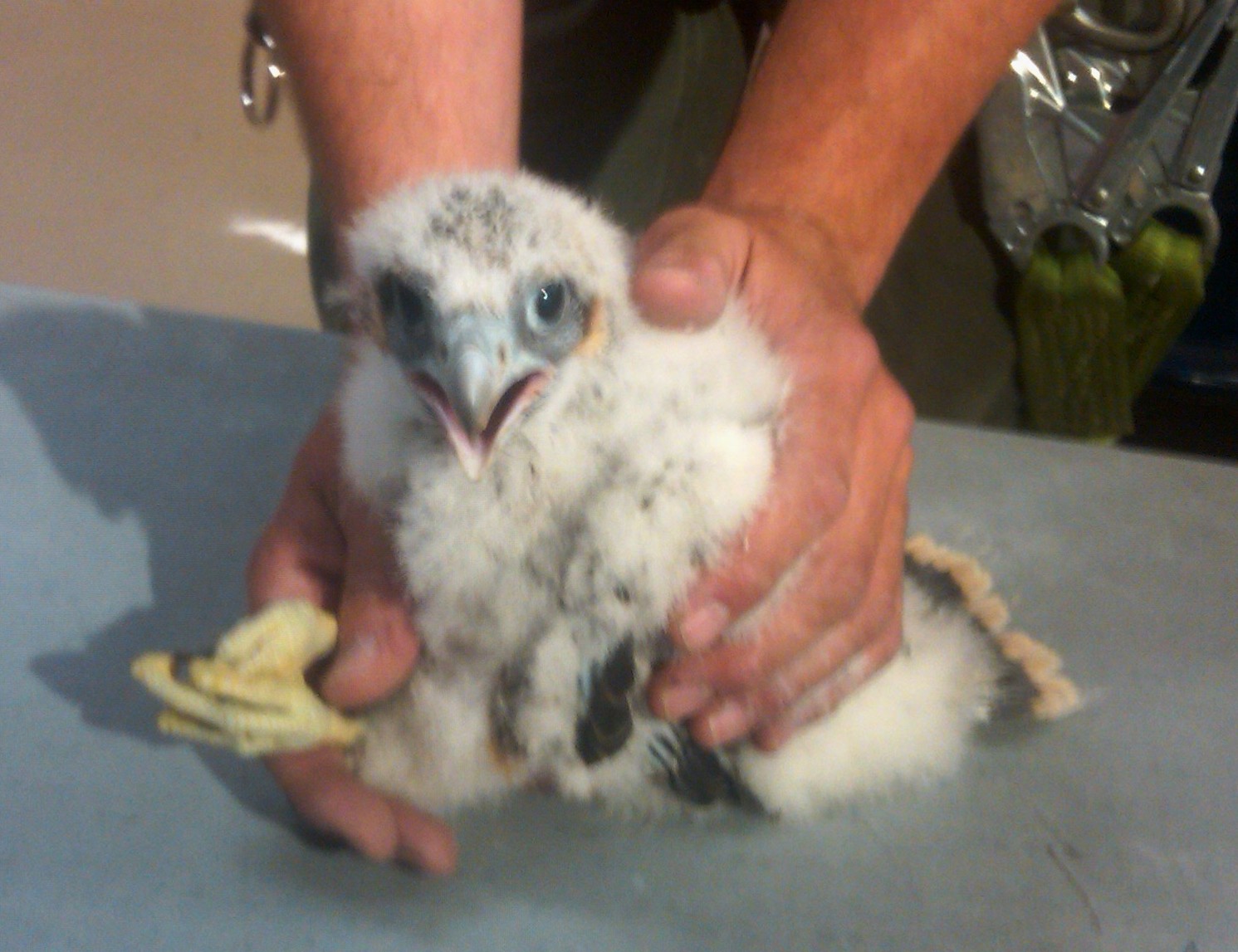 Baby Peregrine Falcons  