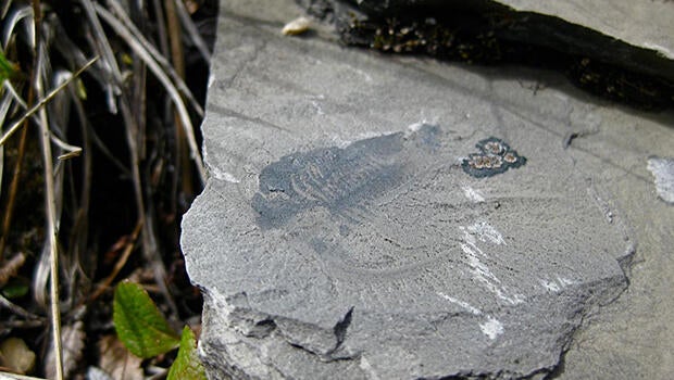 fossil2.jpg