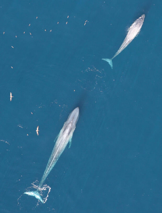 cow-and-calf-california-blue-whales-620w.jpg
