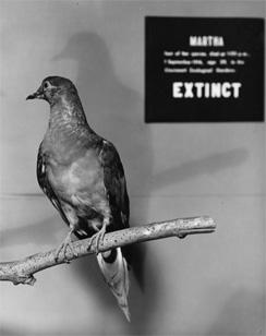 passenger pigeon de extinction 2021
