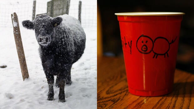 common-ground-diptych-cows-620.jpg