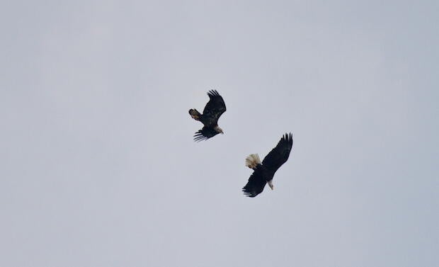 baldeaglesnestingpairstatenislandseptember2014larrypugliares.jpg