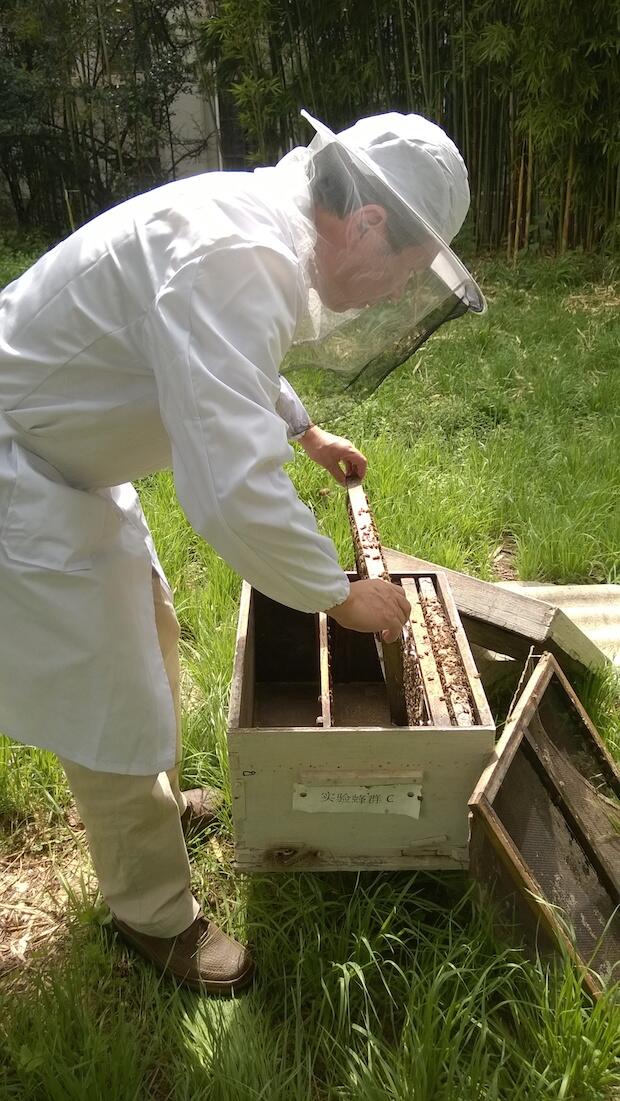 asian-honeybee.jpg