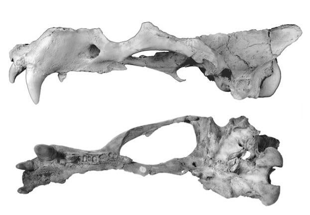 walrus-cousin-skull.jpg