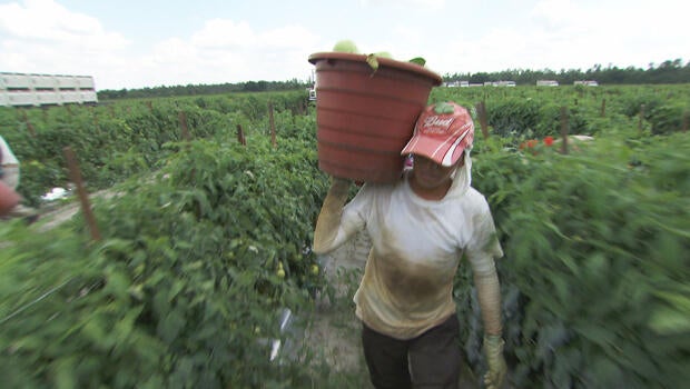farm-worker-620.jpg