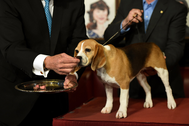 beagle.jpg 