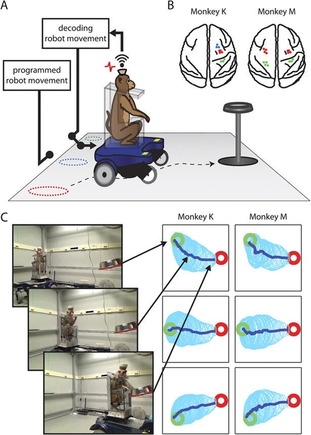 monkey-wheelchair.jpg