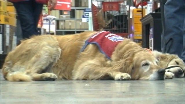Lowe S Hires A Veteran And His Service Dog Cbs News Lowe S Hires A Veteran And His Service Dog