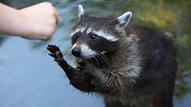 Are we making raccoons smarter? 
