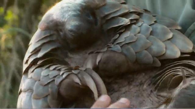 Endangered pangolins could hold answers to help cure coronavirus in humans 