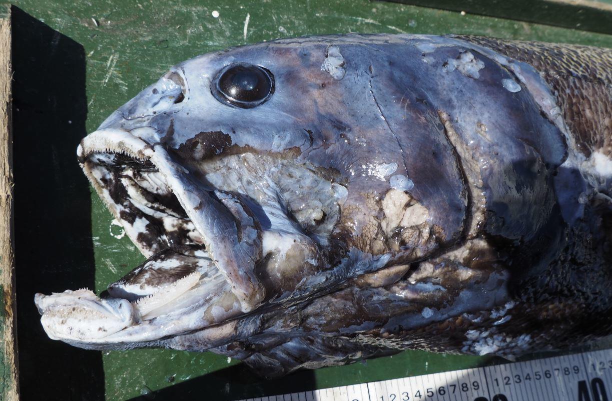 Meet a toothy "top predator" from the deep named after sumo wrestlers 