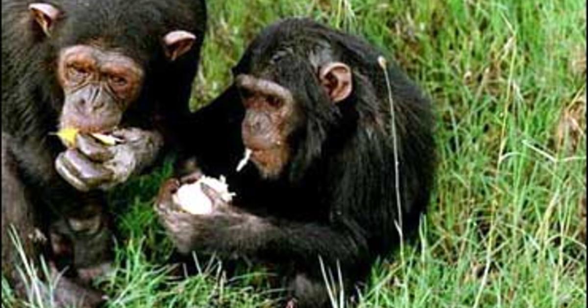 Chimps Found to Confront Death in Human-Like Ways - CBS News