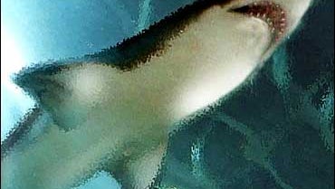 Shark Fin Soup A Dangerous Delicacy? - CBS News