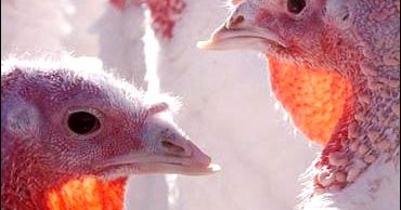 The Great Turkey Race CBS News