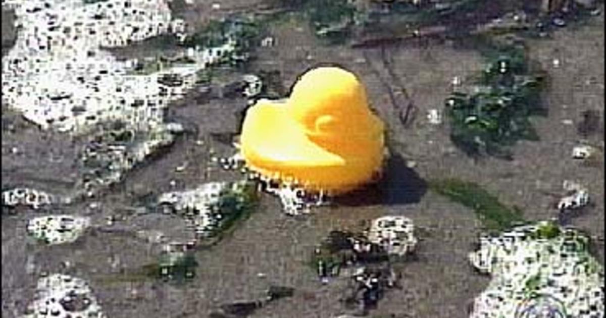 Rubber Duckies Map The World - CBS News