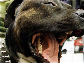 Pit Bull Kills Newborn Boy in Fla.