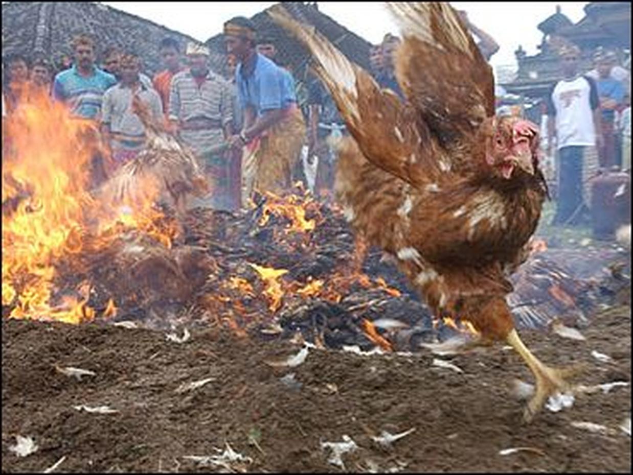 Bird Flu 2004 Photo 4 Pictures CBS News