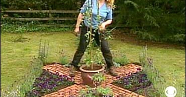 Creating A Knot Garden CBS News