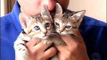 This Company Will Clone Your Cat CBS News