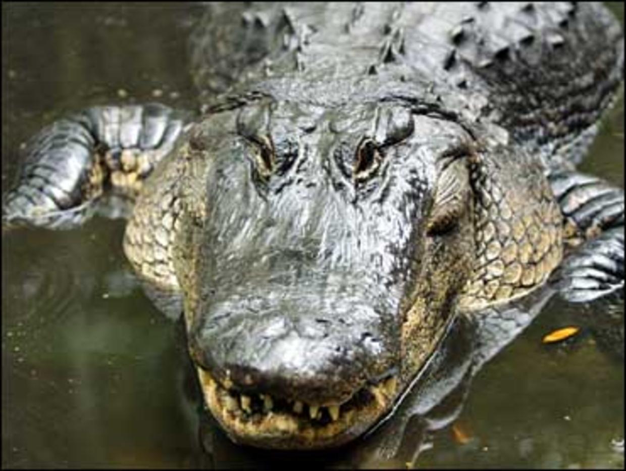 Alligator attacks  CBS News