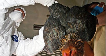 Bird Flu 2 More Deaths Suspected CBS News