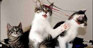 First Cloned Cat Has Kittens CBS News