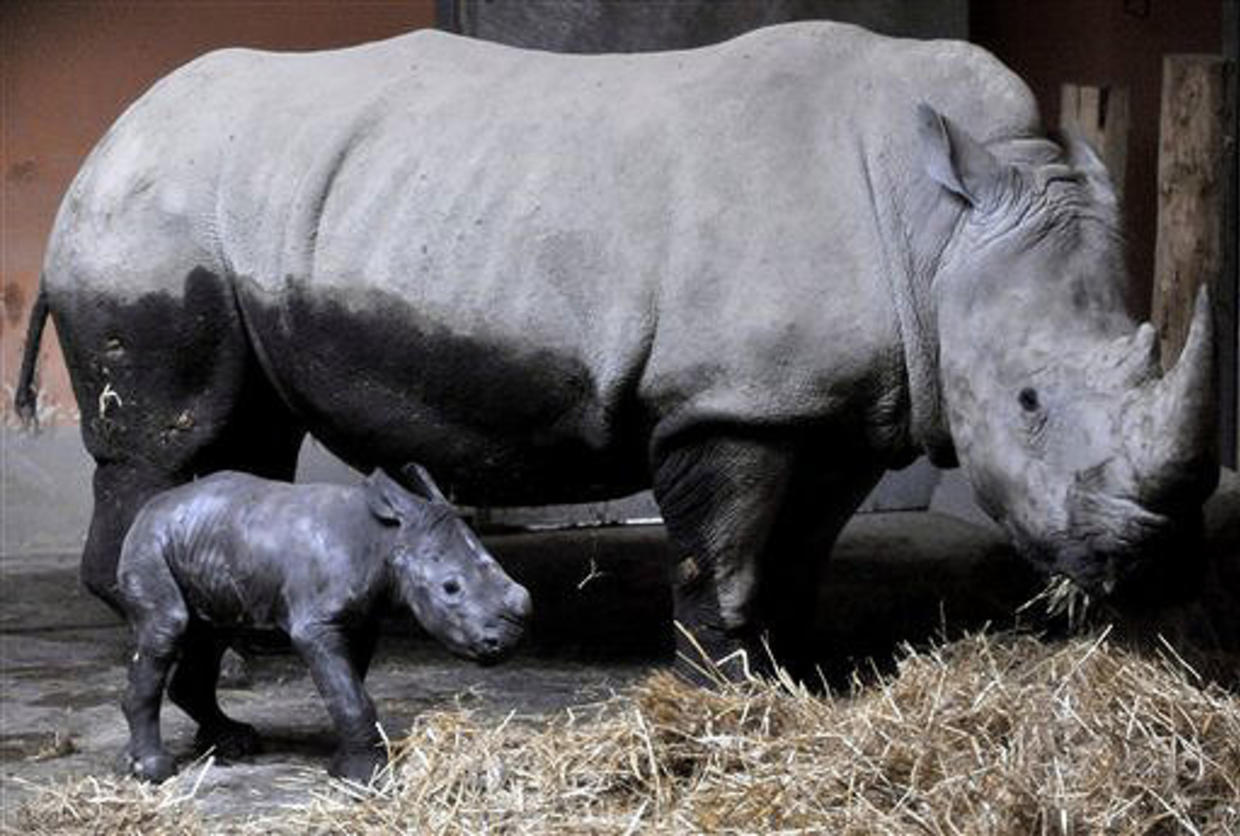 Чёрный носорог и Носорожик. Животные в бабе Фросе. Сколько детёнышей носорога родилось в 2002 году.