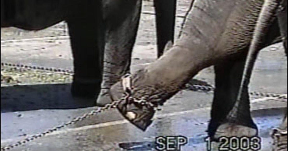 Elephant Abuse Under Big Top? - CBS News