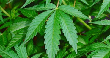 Massive Marijuana Field in San Diego CBS News