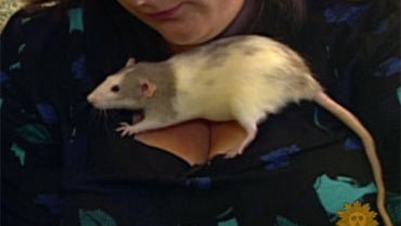 A Surprising Look at Rats - CBS News A Surprising Look at Rats - CBS News