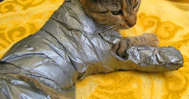A Cat's "Sticky" Situation CBS News