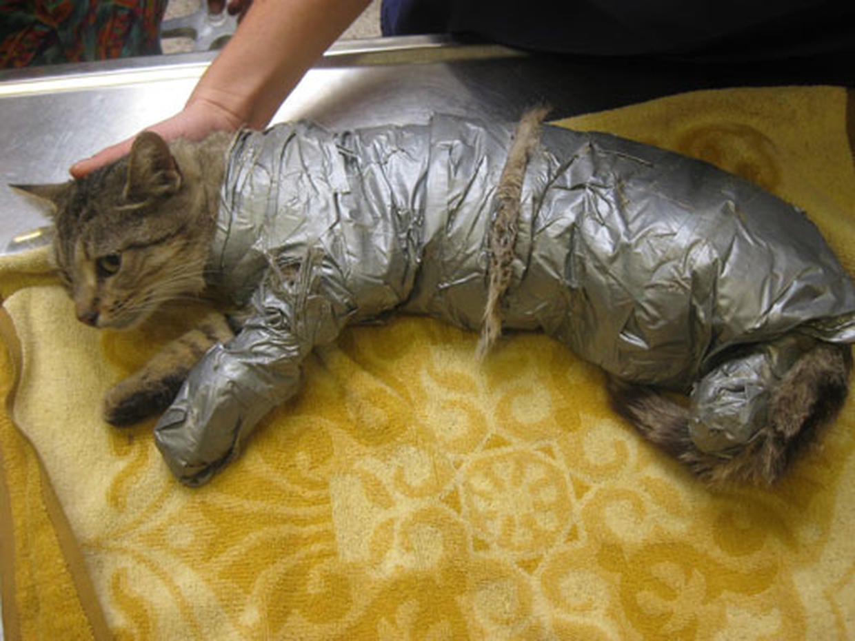 A Cat's "Sticky" Situation Photo 10 Pictures CBS News