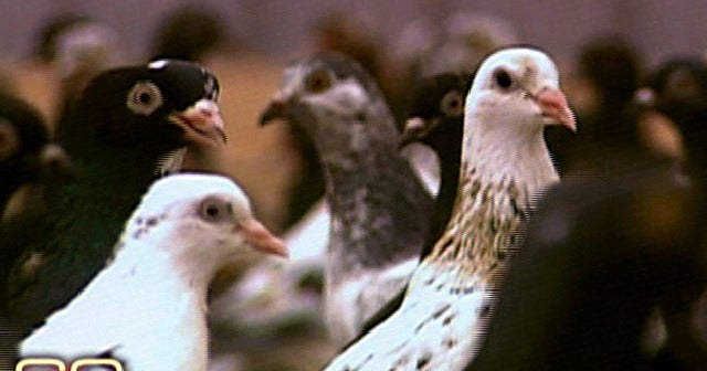 Scams Pigeon Fever CBS News