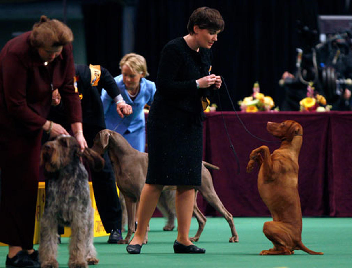 Westminster Kennel Club Photo 26 Pictures CBS News