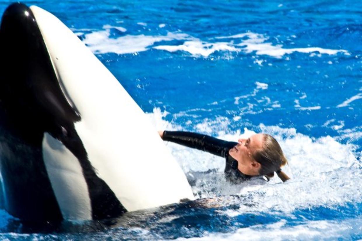 Dawn Brancheau SeaWorld Trainer Killed CBS News