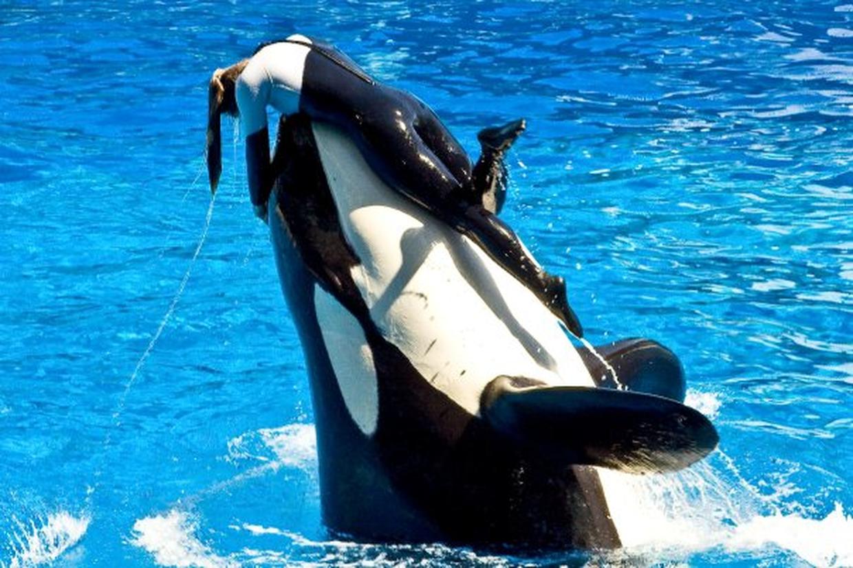 Dawn Brancheau SeaWorld Trainer Killed Photo 23 CBS News