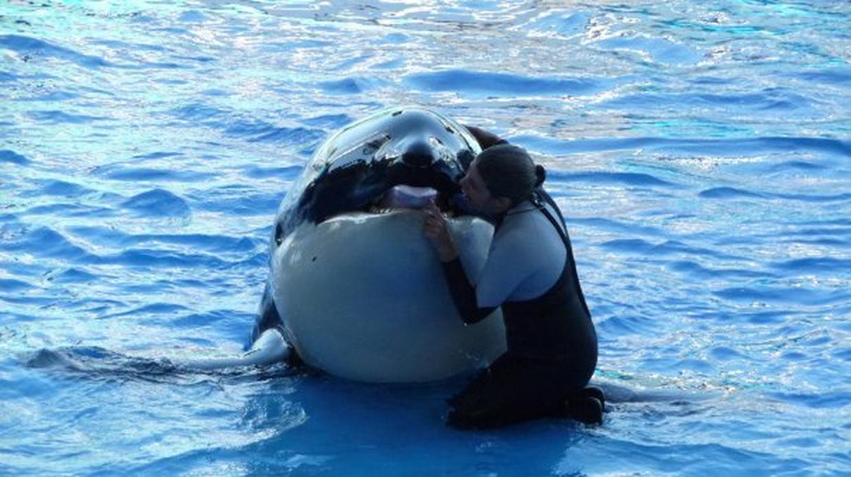 Dawn Brancheau SeaWorld Trainer Killed Photo 6 CBS News