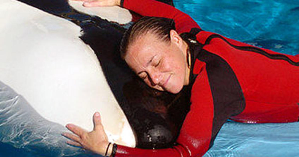 Dawn Brancheau SeaWorld Trainer Killed CBS News