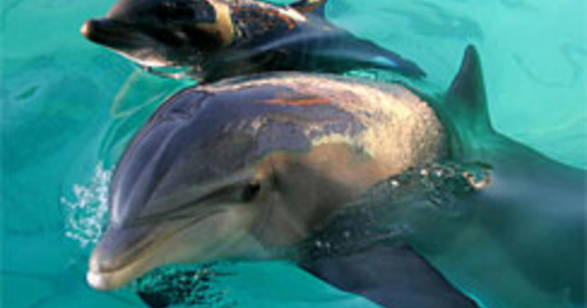 spill oil animals gulf spills affect risk