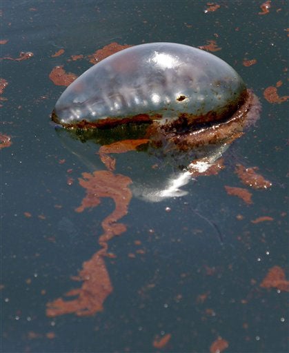 Animals Hurt By Gulf Oil Spill