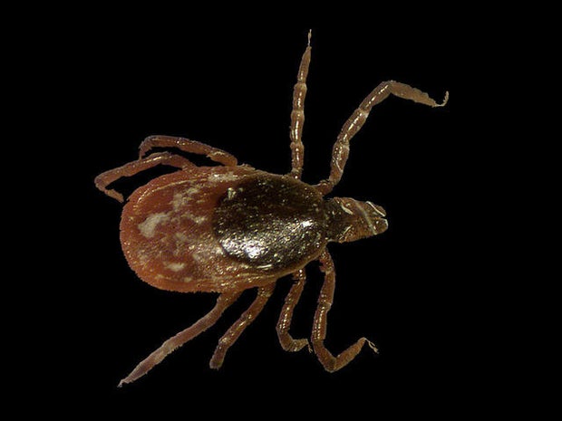 tick.jpg