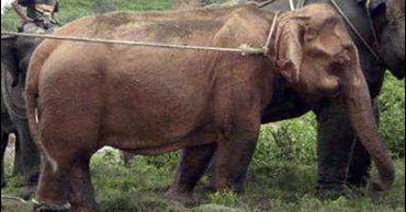 Rare White Elephant Captured In Myanmar Jungle CBS News